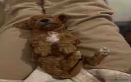 Mixed Breed dogs for sale: Cockapoochon Puppies.  - Image 18