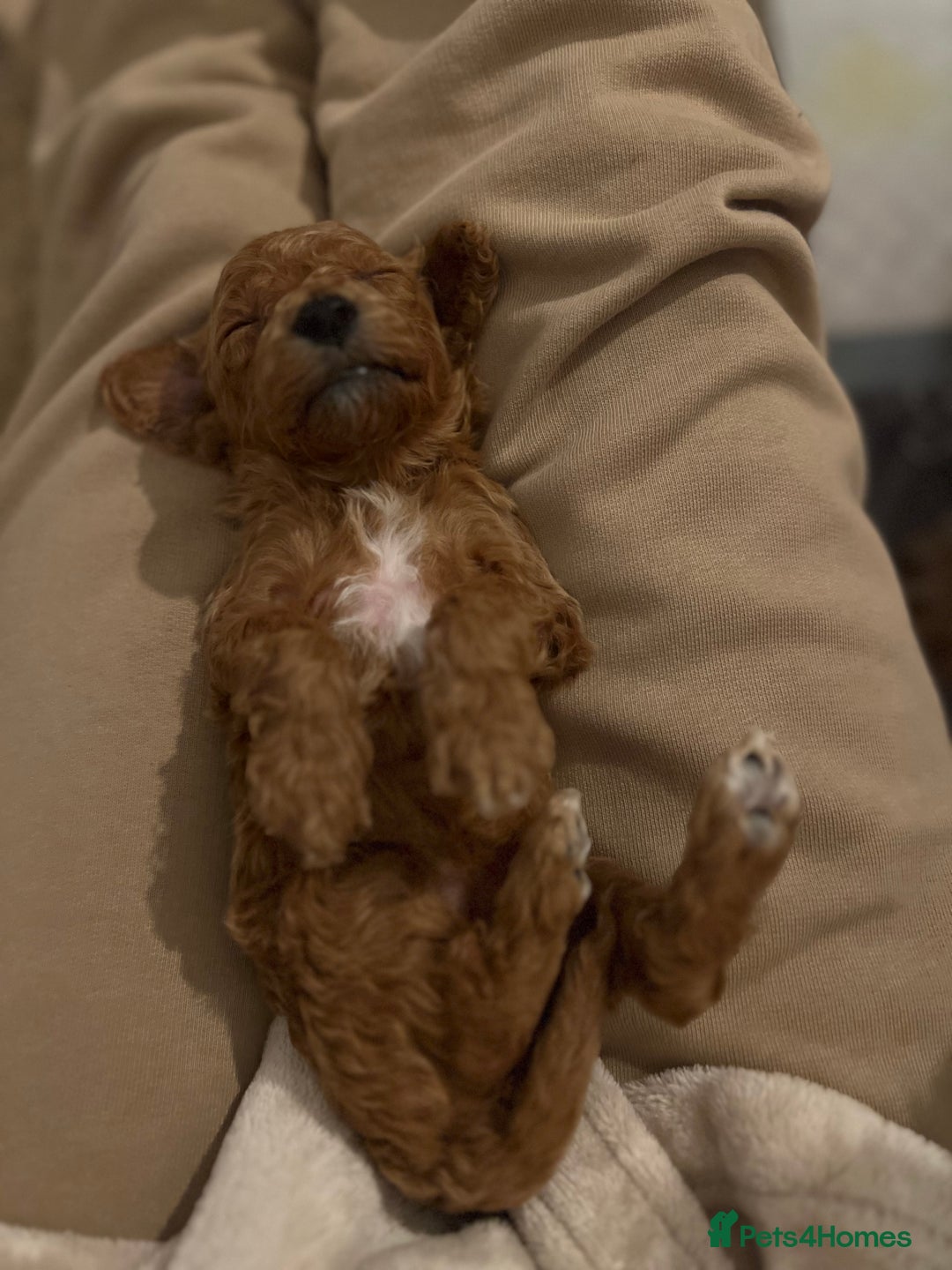 Mixed Breed dogs for sale: Cockapoochon Puppies.  - Image 18