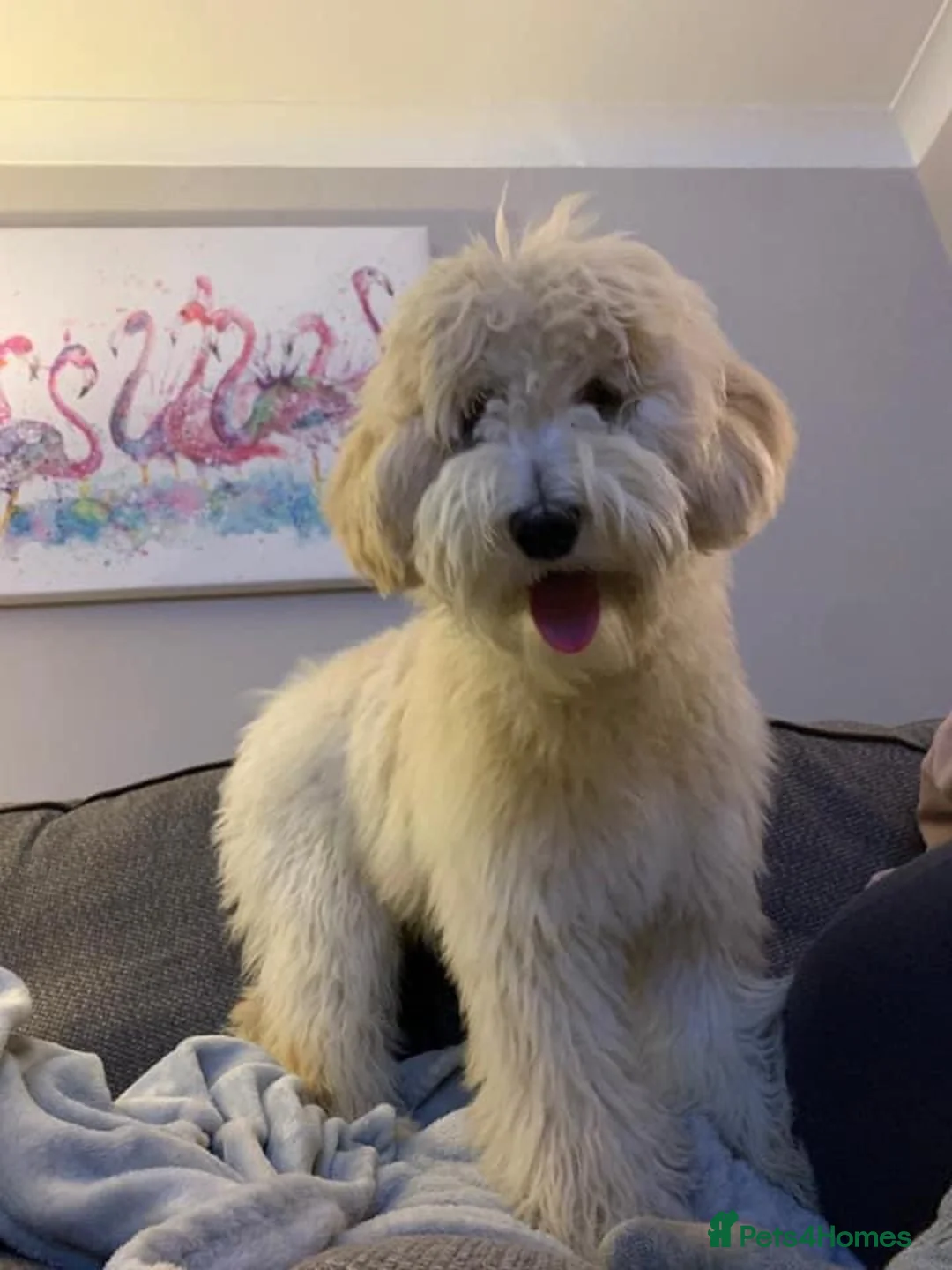 Goldendoodle dogs for sale: Multigenerational Doodles Licensed Tested Boys - Advert 13