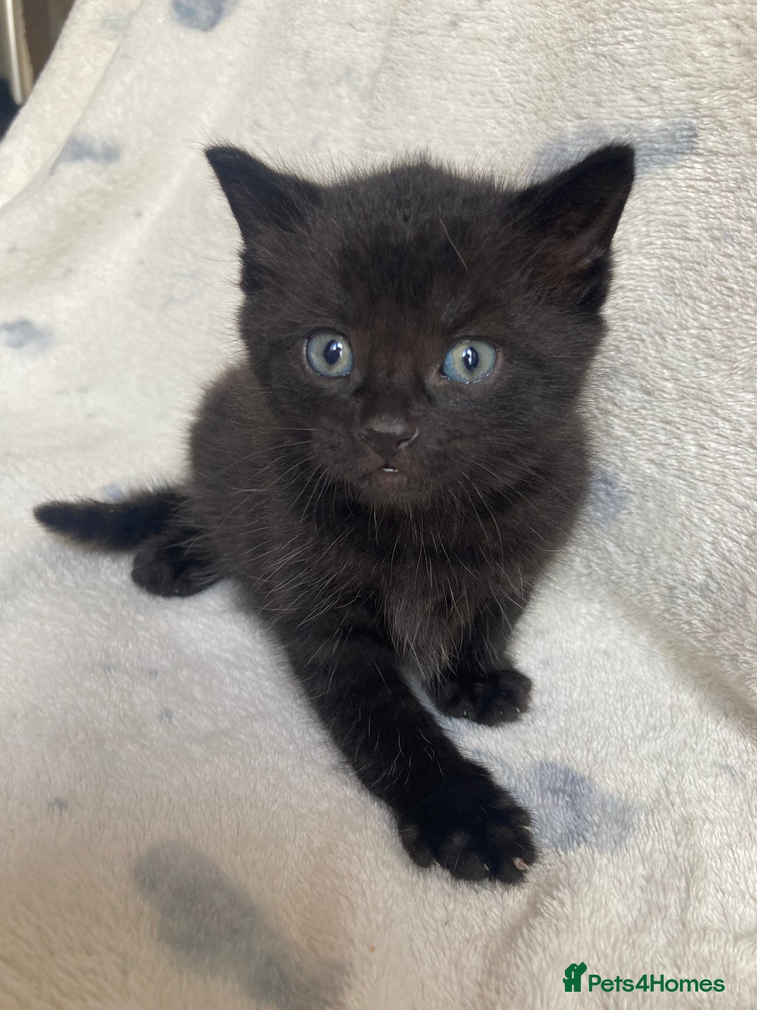 Maine Coon cats for sale: Maine coon  - Advert 17