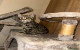 Ragdoll cats for sale: Ragdoll X bengals  - Image 16