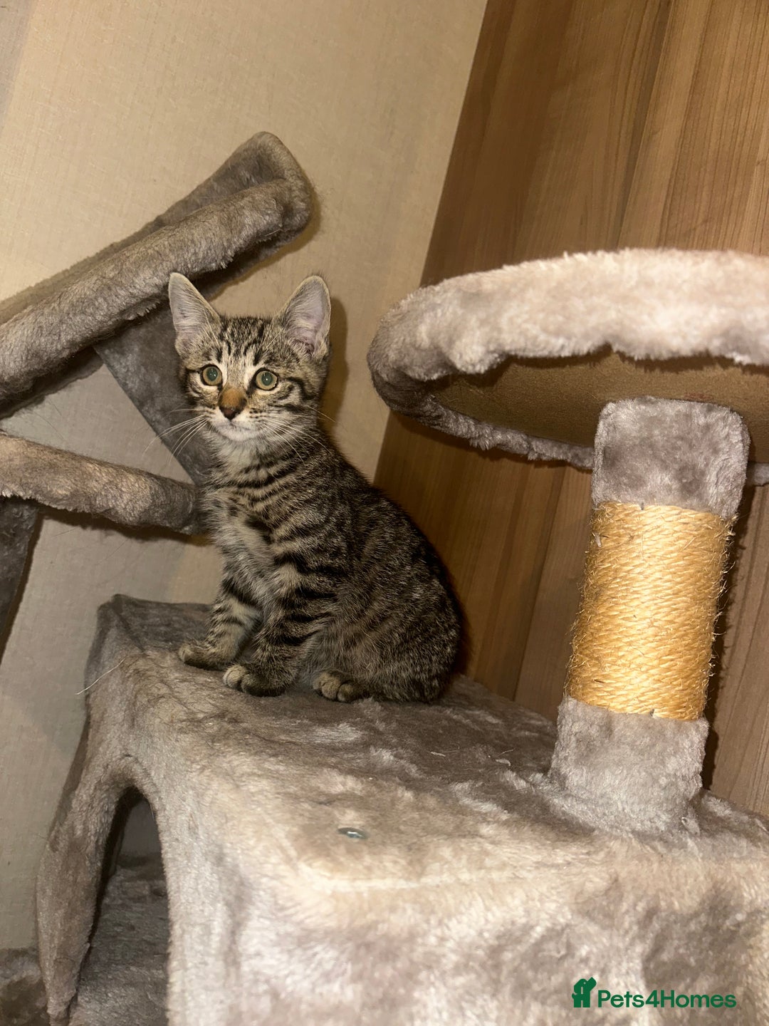 Ragdoll cats for sale: Ragdoll X bengals  - Image 16