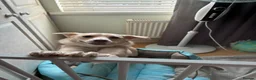 Mixed Breed dogs for adoption: Latte for adoption in Leigh-on-Sea - Advert 3