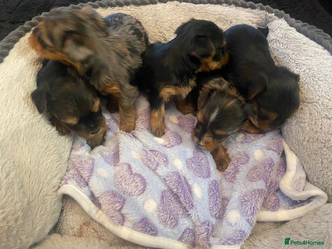 Yorkshire Terrier dogs for sale: Stunning rare coloured merle yokies. - Advert 2