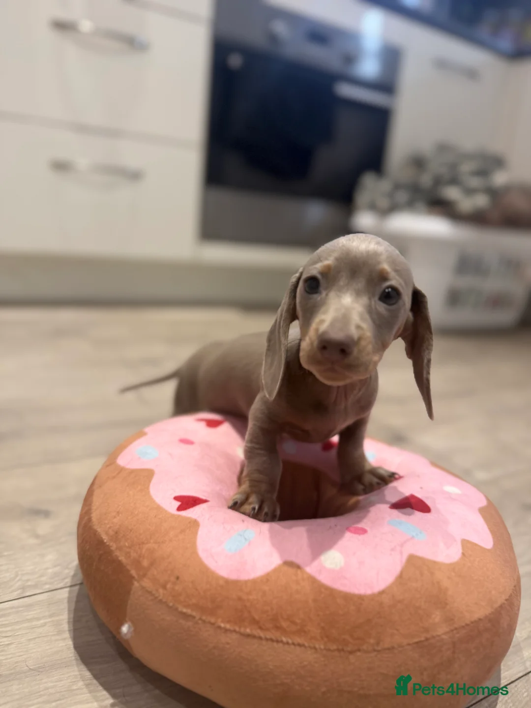 Miniature Dachshund dogs for sale: Miniature dachshund Isabella and tan - Advert 4