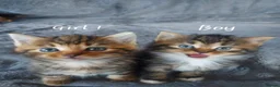 Mixed Breed cats for sale: Norwegian Forest Cross kittens - Advert 8