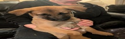 Belgian Shepherd Dog dogs for sale: Belgian Shepherd - Malinois  - Advert 5