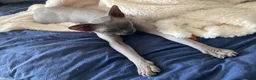 Sphynx cats for sale: 1 Year Old Sphynx - Advert 1