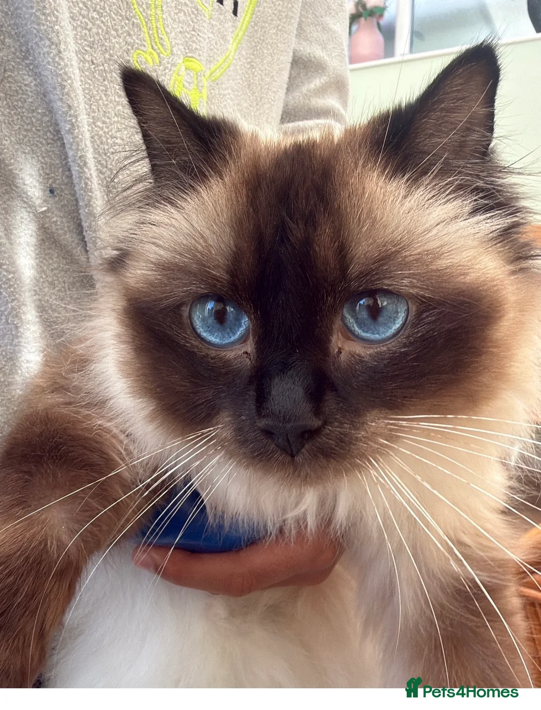 Mixed Breed cats for sale: Ragdoll cross kitten  - Advert 9