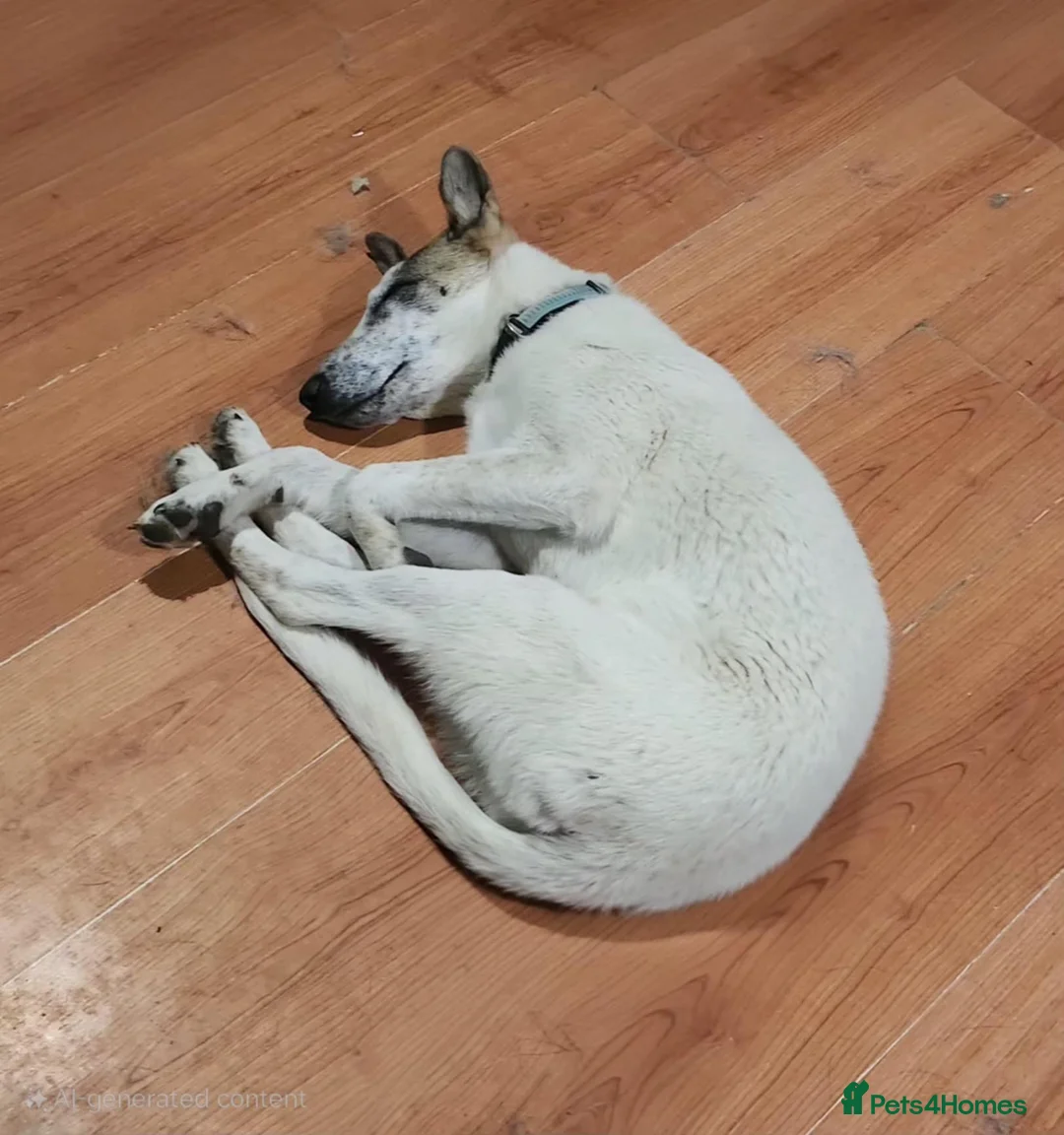 Mixed Breed dogs for adoption: Enzo 10 months old  - Advert 6