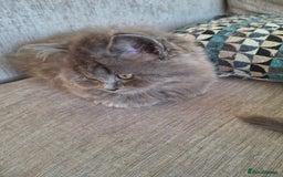 British Longhair cats for sale: 5 x beautiful BLH kittens for sale - Advert 15