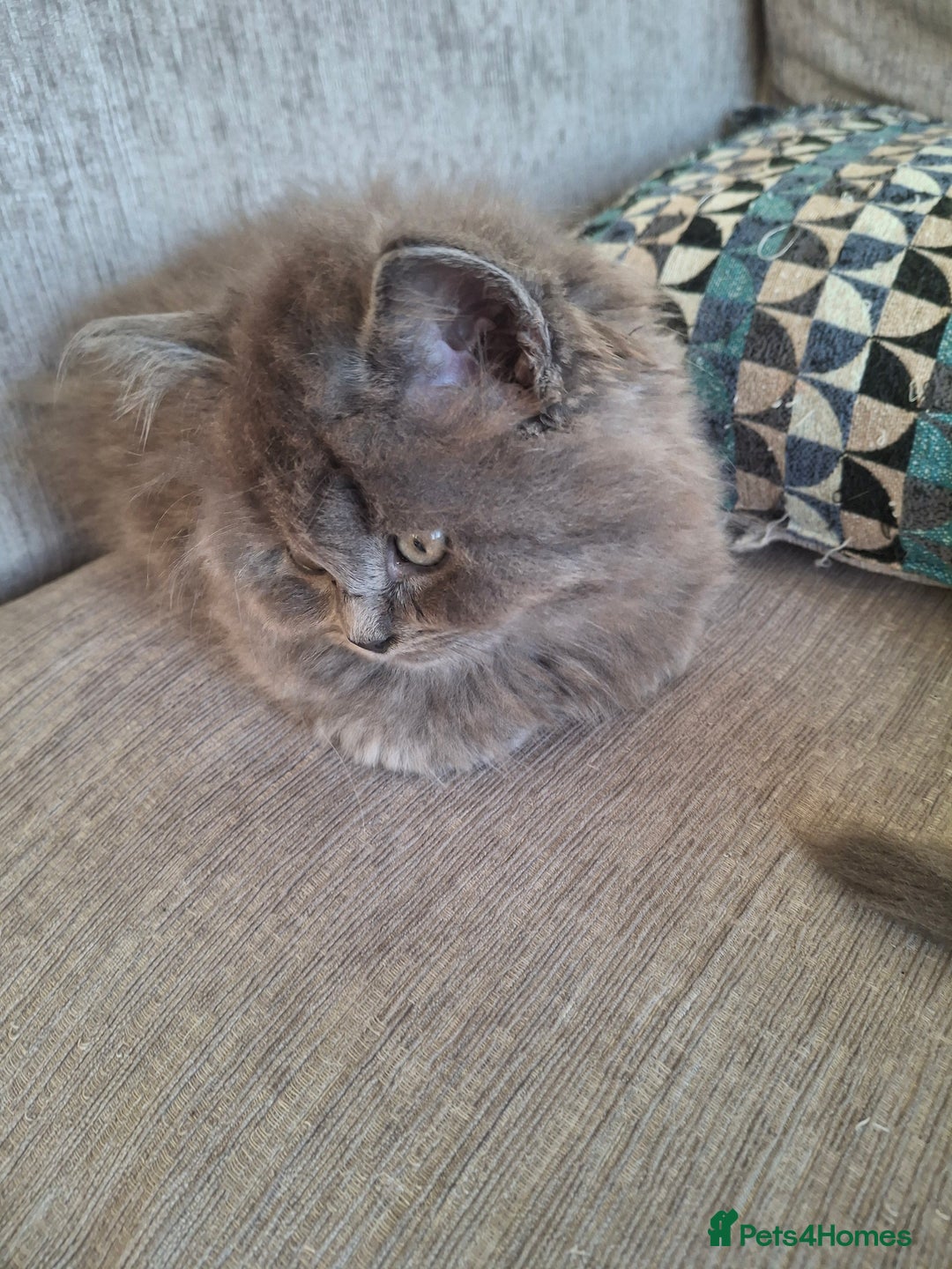 British Longhair cats for sale: 5 x beautiful BLH kittens for sale - Advert 15