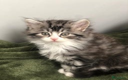 Scottish Fold cats for sale: Gorgeous fluffy Scottish Fold x DSH kittens - Image 17