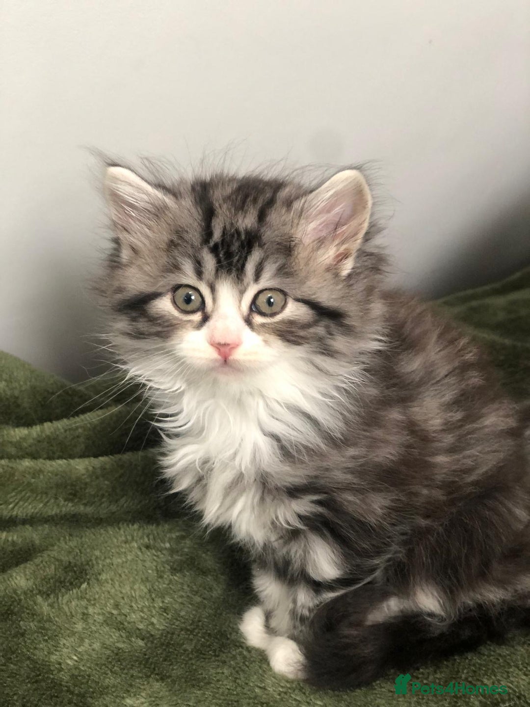 Scottish Fold cats for sale: Gorgeous fluffy Scottish Fold x DSH kittens - Image 17