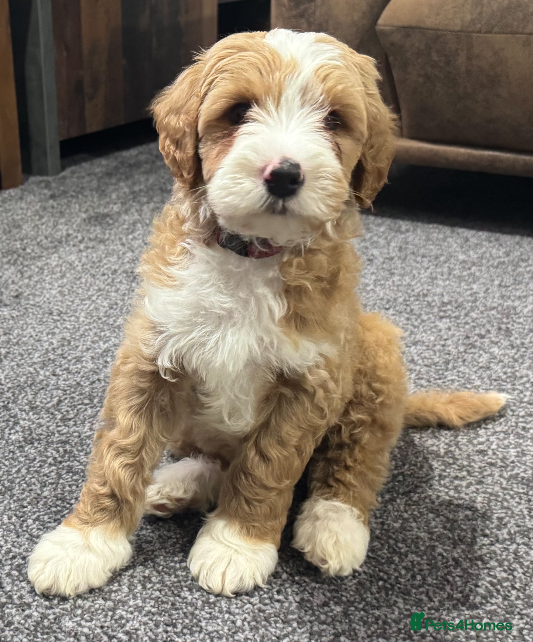 Australian Labradoodle dogs Multi-Gen Australian Labradoodle Puppies - Advert 2