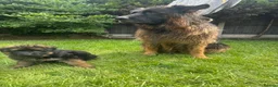 German Shepherd dogs for sale: Stunning GSD working line puppies  - Advert 4