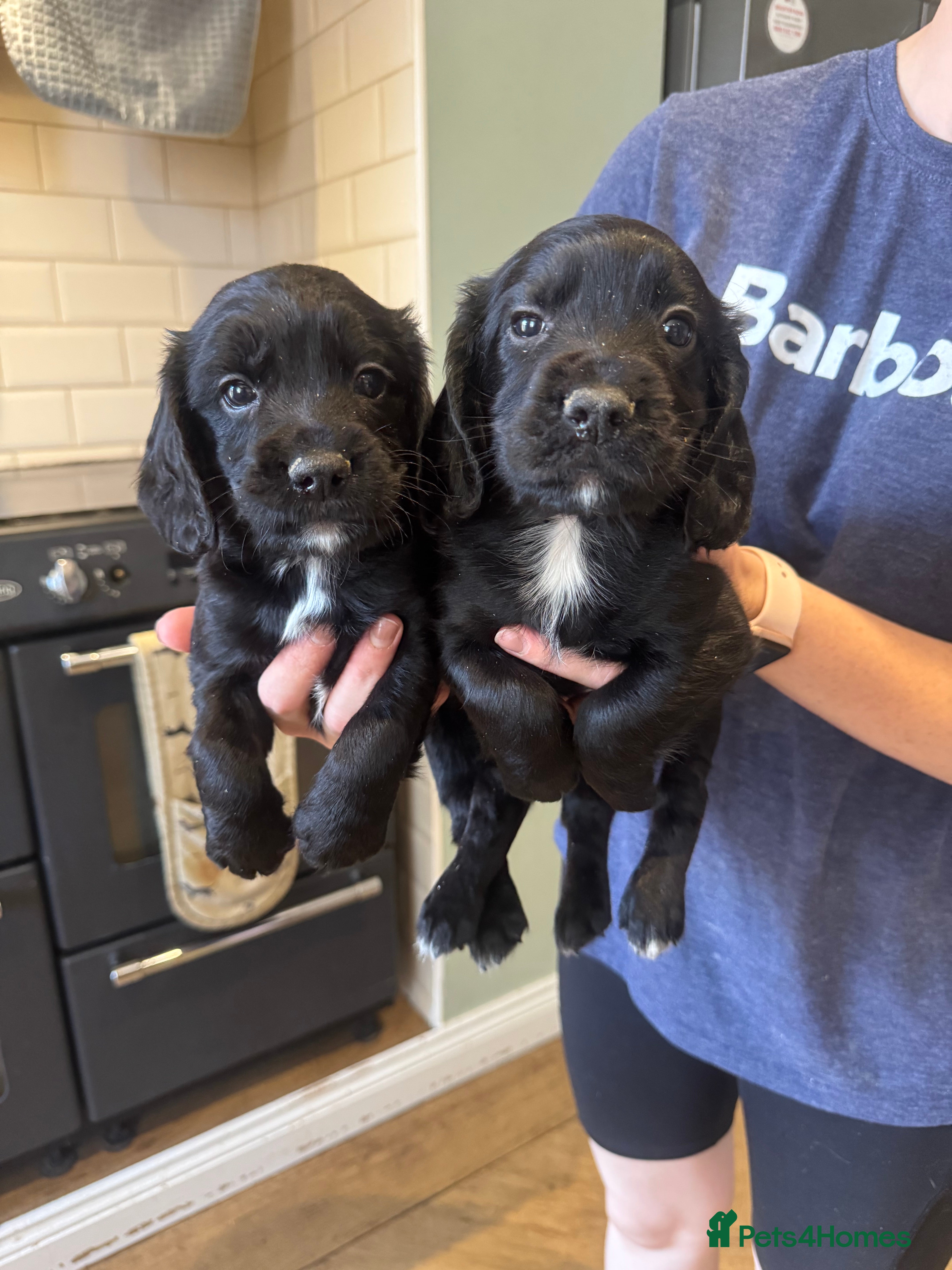 Cocker Spaniel dogs Exceptional working line KC Cocker spaniel pups - Advert 2