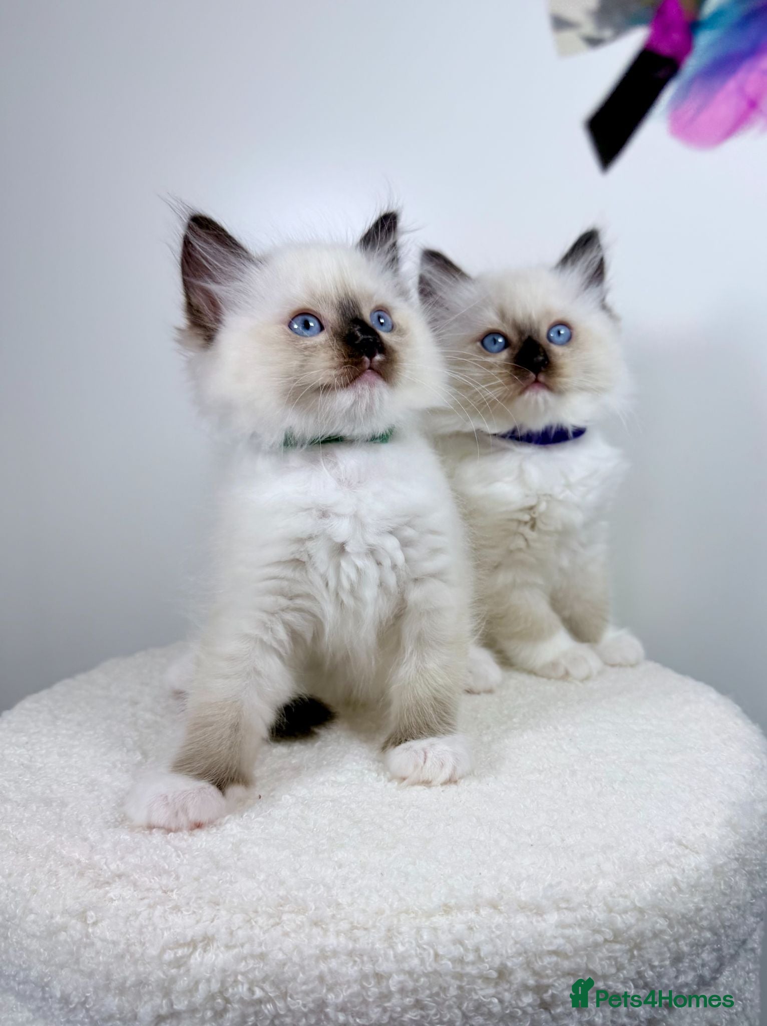 Ragdoll cats GCCF Ragdoll Sealpoint Mitted kitten - Advert 1