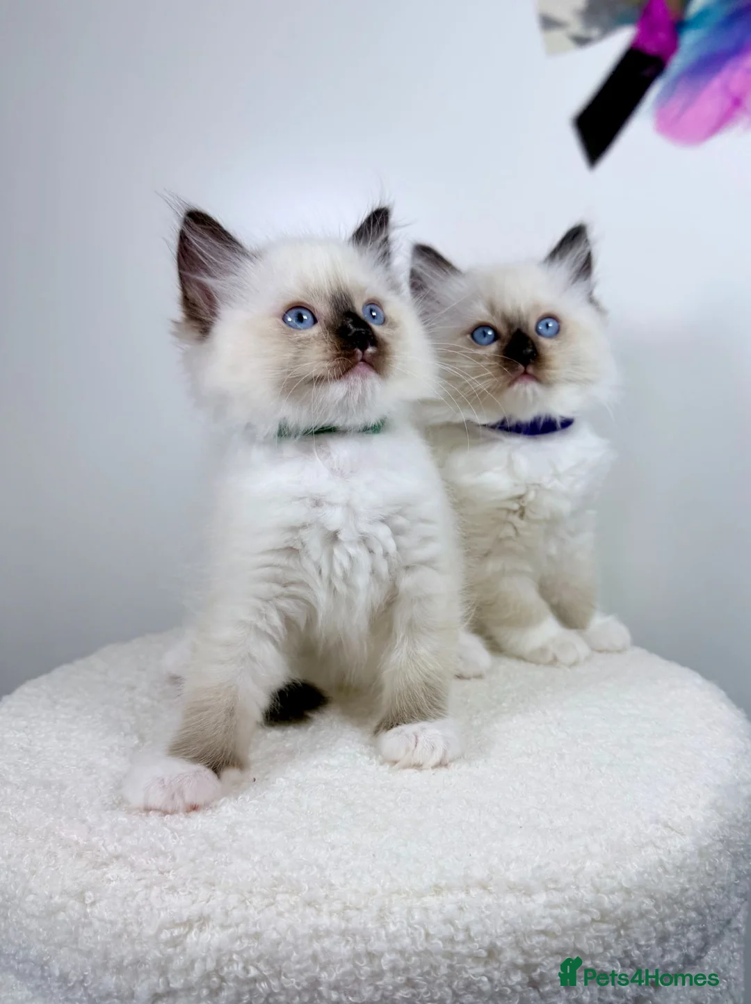 Ragdoll cats for sale: GCCF Ragdoll Sealpoint Mitted kitten - Advert 1
