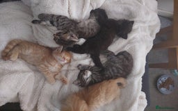 Domestic Shorthair cats for sale: Two kittens left - Image 4