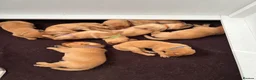 Labrador Retriever dogs for sale: KC Fox Red Labradors in Chelmsford - Advert 9