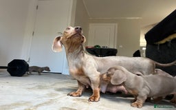 Dachshund dogs for sale: Beautiful Isabella pups exceptional quality  - Image 16