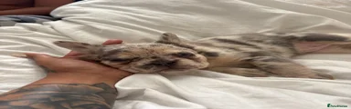 French Bulldog 8 Belly