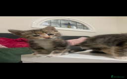 European cats for sale: 8 adorable kittens  - Image 5