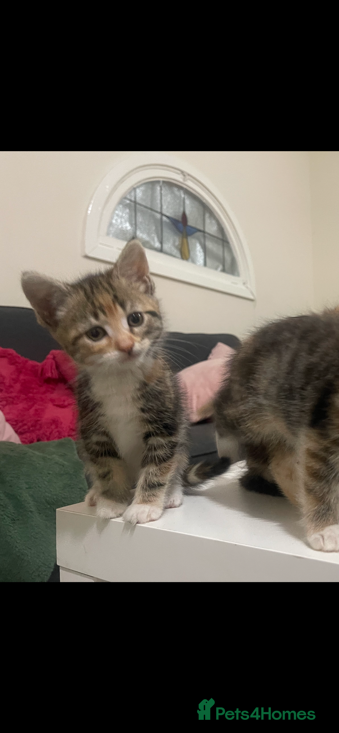 European cats for sale: 8 adorable kittens  - Image 5
