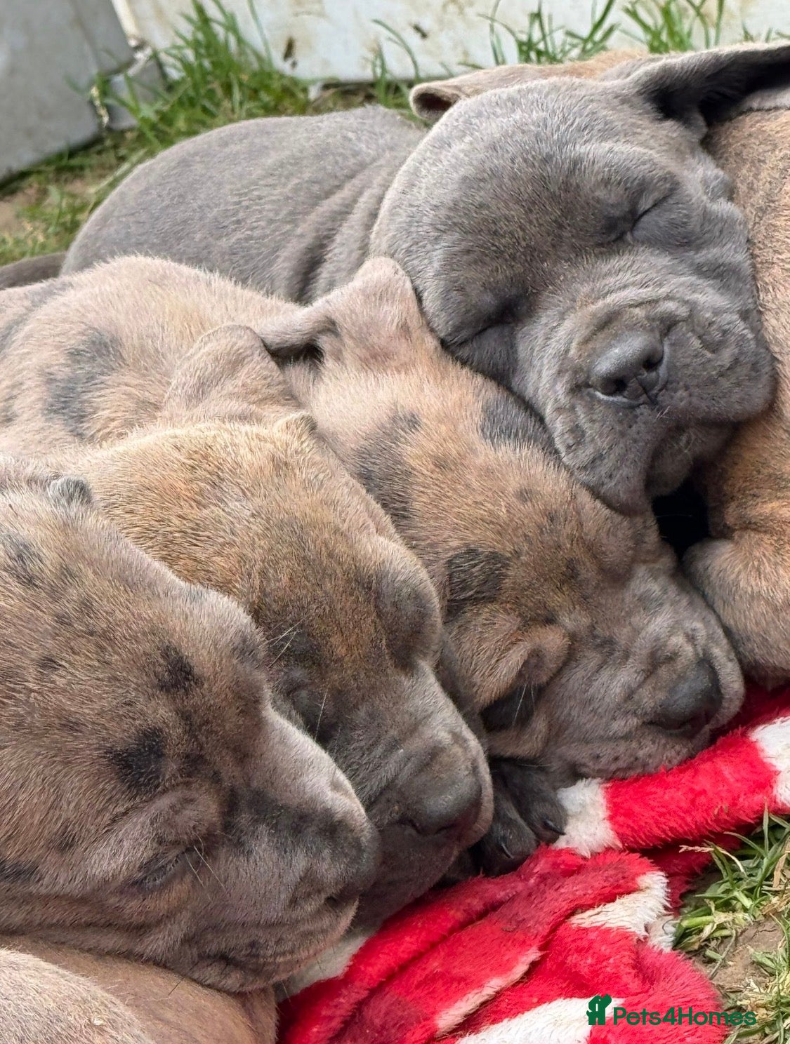 Neapolitan Mastiff dogs  5LEFT Neapolitan Mastiff x Cane Corso  - Advert 1