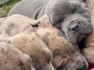 Neapolitan Mastiff dogs 5LEFT Neapolitan Mastiff x Cane Corso - Advert 1