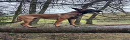 Belgian Shepherd Dog dogs for sale: Belgian malinois female - Advert 8