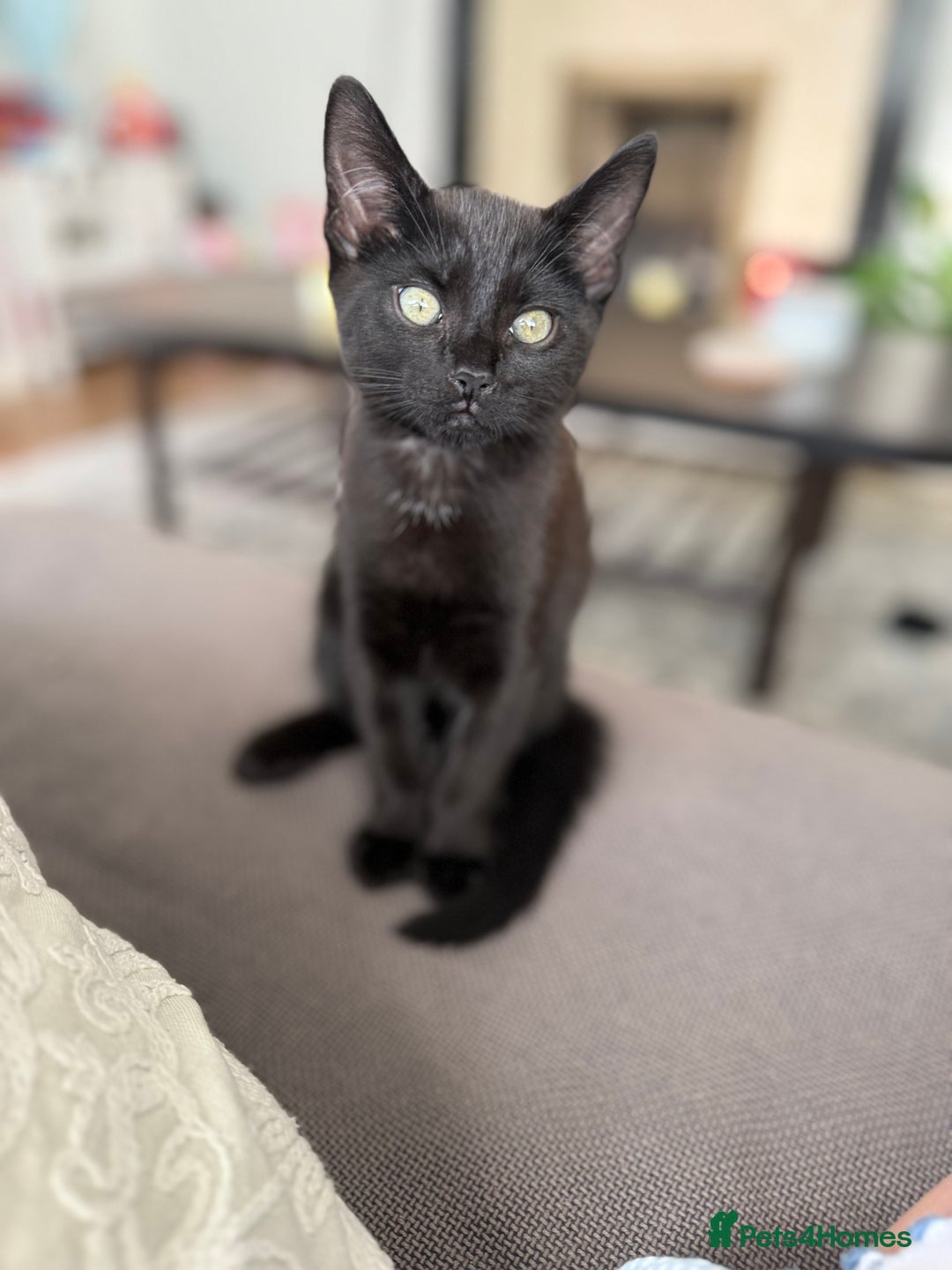 British Shorthair cats for sale: Gorgeous British Shorthair kitten - Image 3