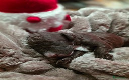 Cockapoo dogs for sale: ✨ Beautiful F2 Multi-Gen Cockapoo Puppies 4 Left - Image 11