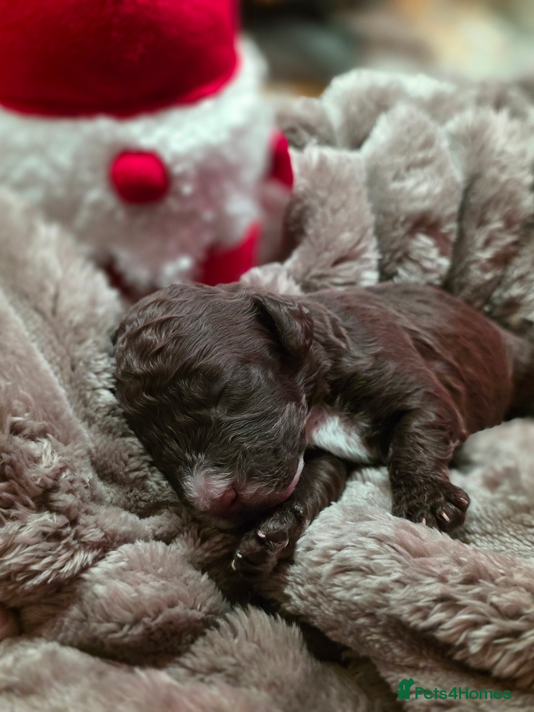 Cockapoo dogs for sale: ✨ Beautiful F2 Multi-Gen Cockapoo Puppies 4 Left - Image 11