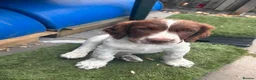 English Springer Spaniel dogs for sale: Male FTCh Sired ESS Puppy ready for forever homes - Advert 3