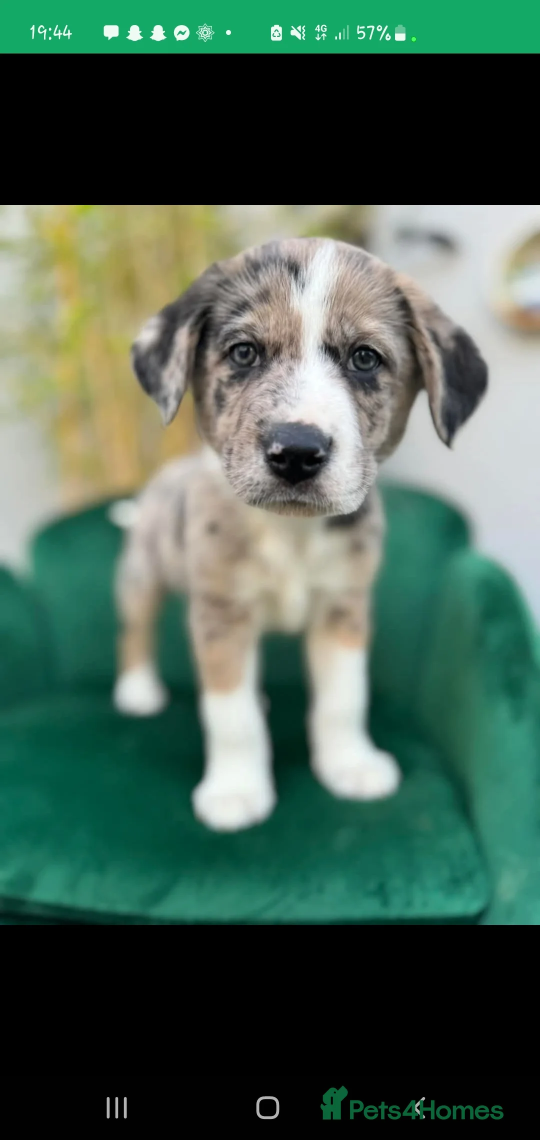 Border Collie dogs for stud: Proven pure bred tri coloured merle collie stud in Fakenham - Advert 24