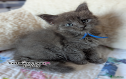 Maine Coon cats for sale: Ready now! 1 boy TICA Registered  - Image 9