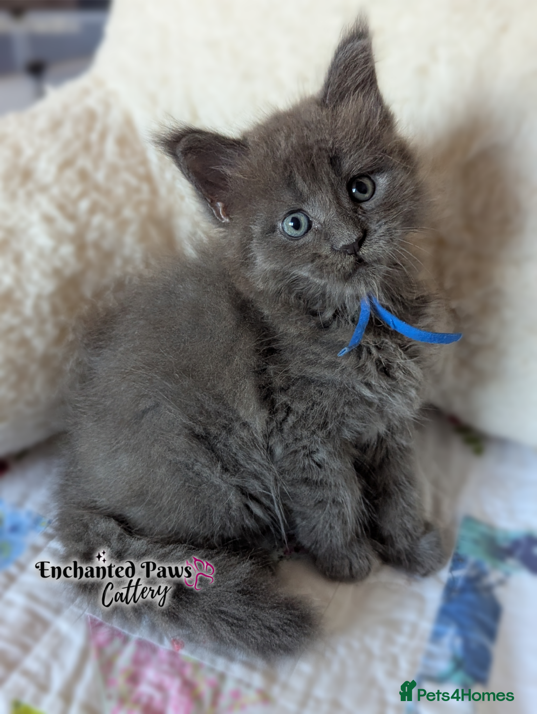 Maine Coon cats for sale: Ready now! 1 boy TICA Registered  - Image 9