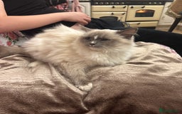 Ragdoll cats for sale: Ragdoll Kittens - Image 12