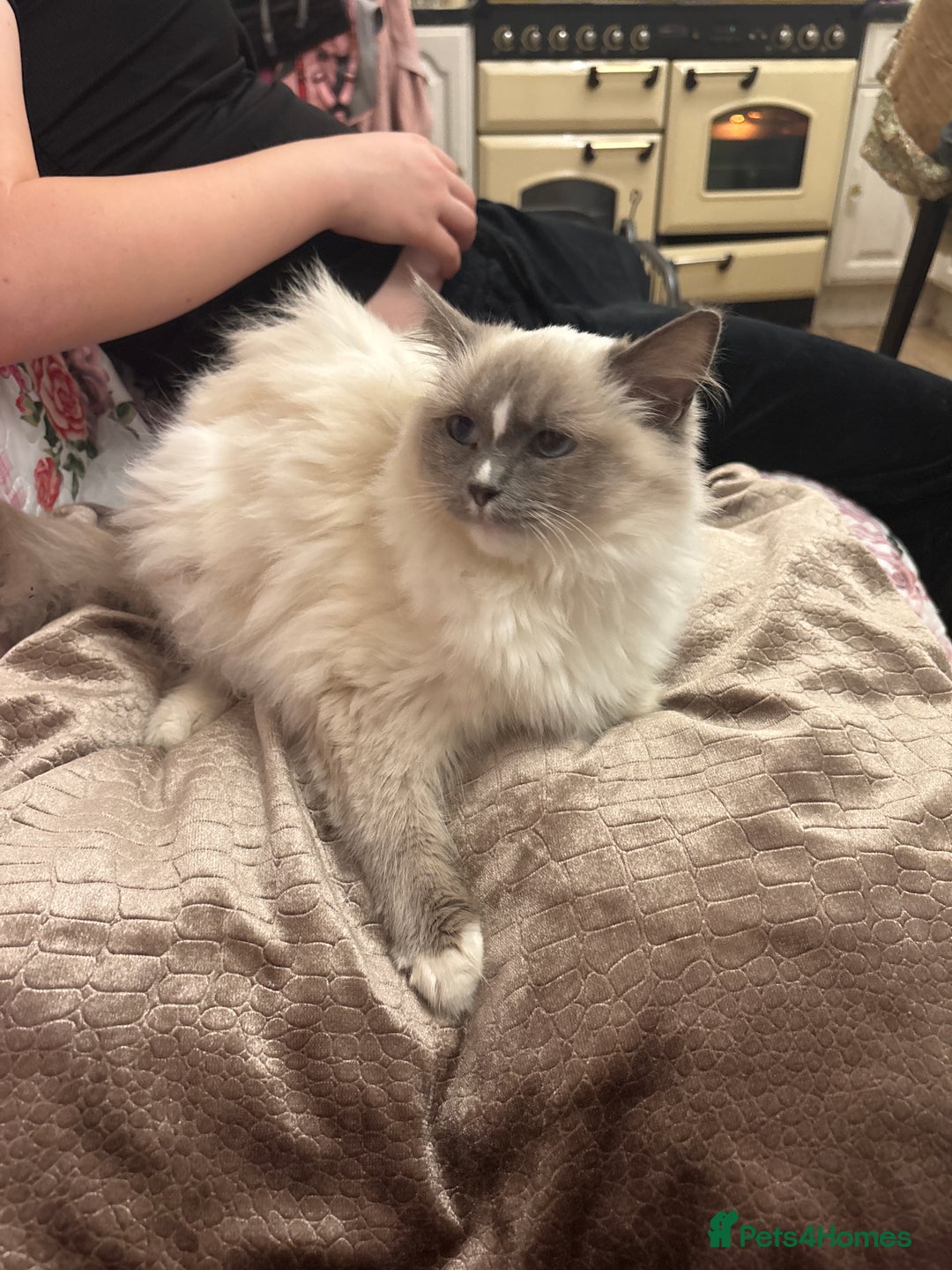 Ragdoll cats for sale: Ragdoll Kittens - Image 12