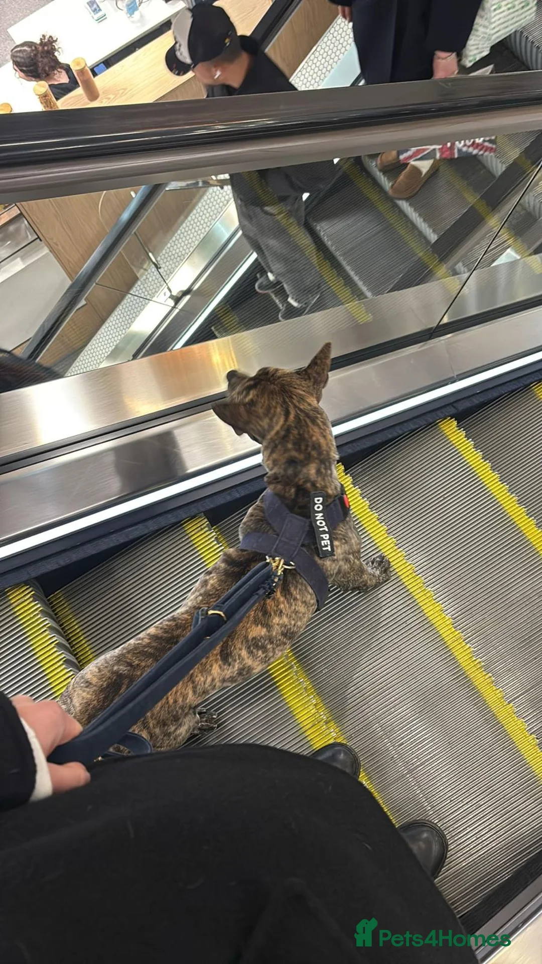 Thai Ridgeback dogs for sale: Vietnamese Ridgeback male in London - Advert 2