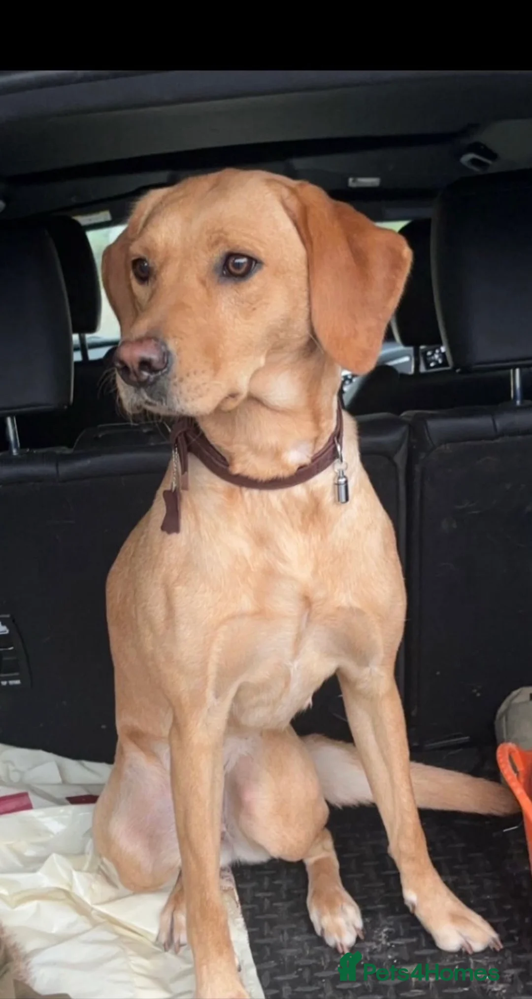 Labrador Retriever dogs for sale: 2 Labrador puppies left  - Advert 2