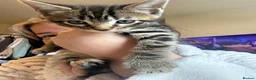 Mixed Breed cats for sale: Bengal x Maine coon kittens  in Dover - Advert 5