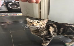 Bengal cats for sale: 5 month old tabby - Image 5