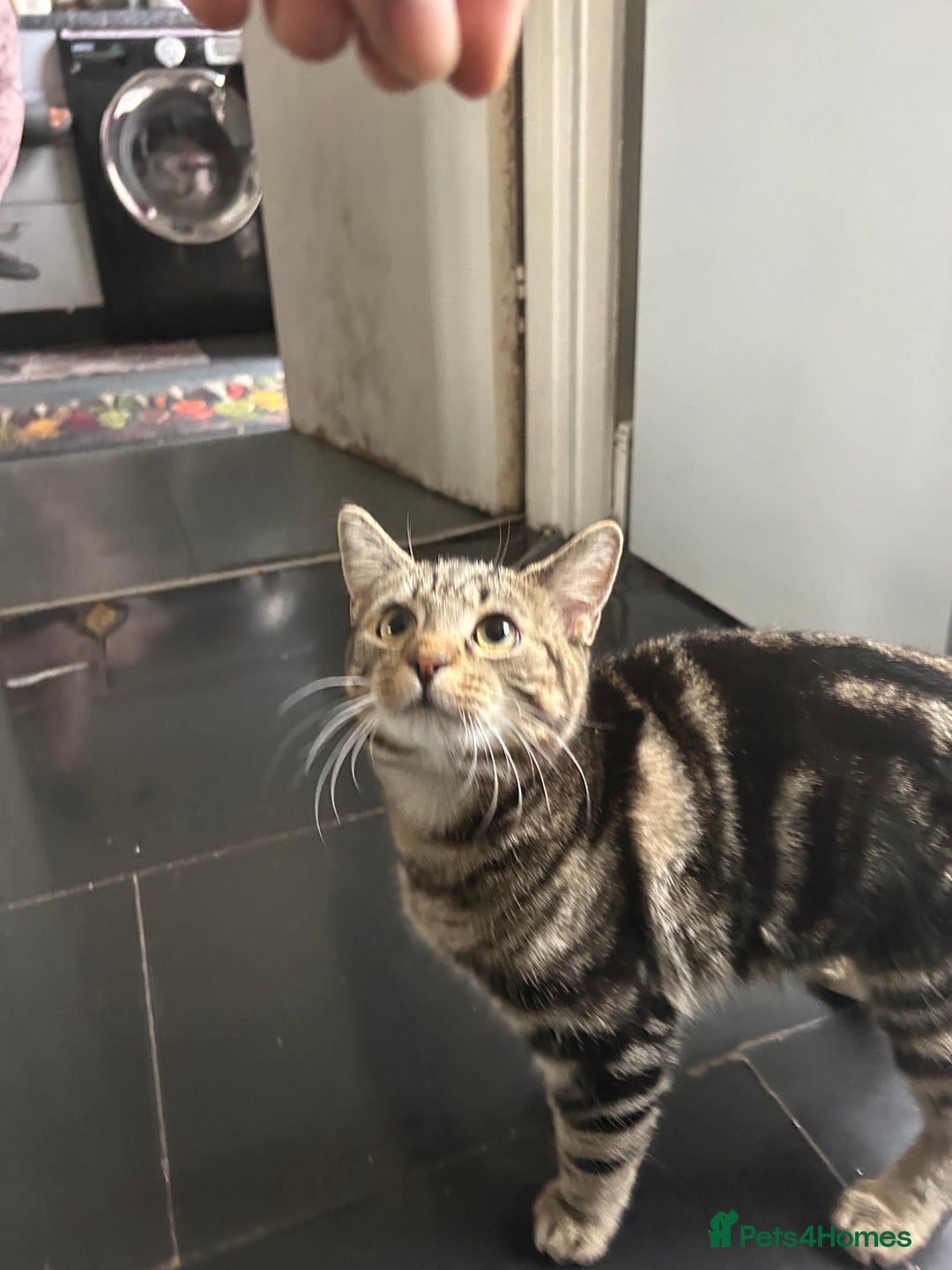 Bengal cats for sale: 5 month old tabby - Image 5