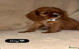 Cavalier King Charles Spaniel dogs for sale: King Charles Cavalier Puppies  - Image 6