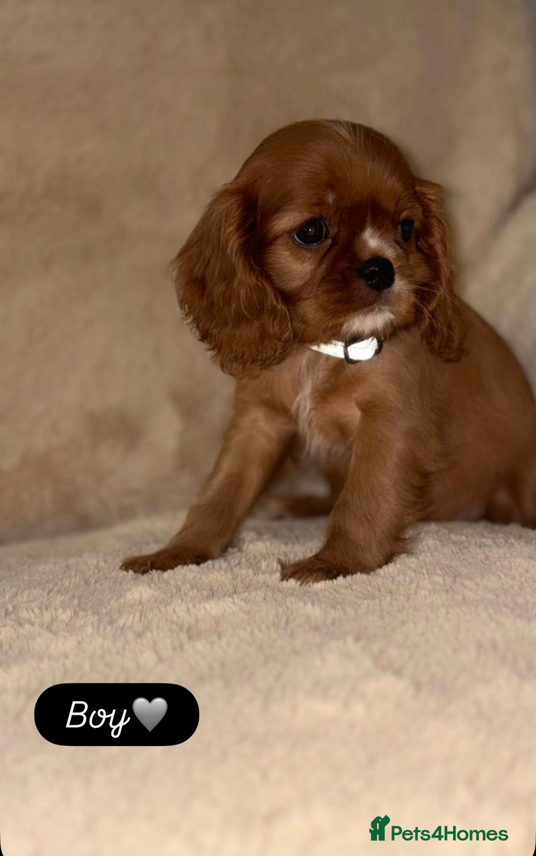 Cavalier King Charles Spaniel dogs for sale: King Charles Cavalier Puppies  - Image 6