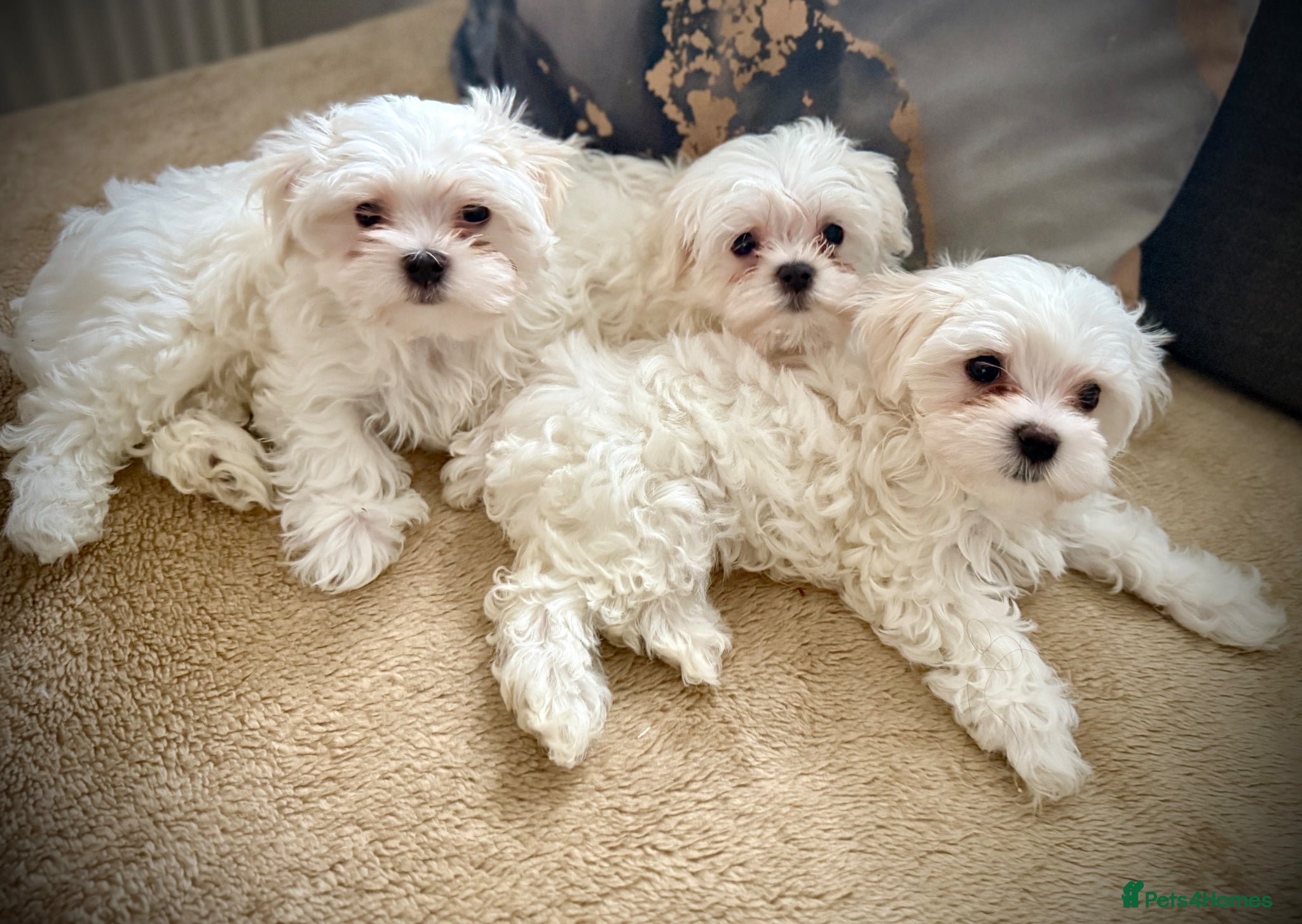 Maltese dogs  ⭐️Over 5 GENERATIONS⭐️ BOYS AVAILABLE  - Advert 1