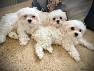 Maltese dogs ⭐️Over 5 GENERATIONS⭐️ BOYS AVAILABLE - Advert 1